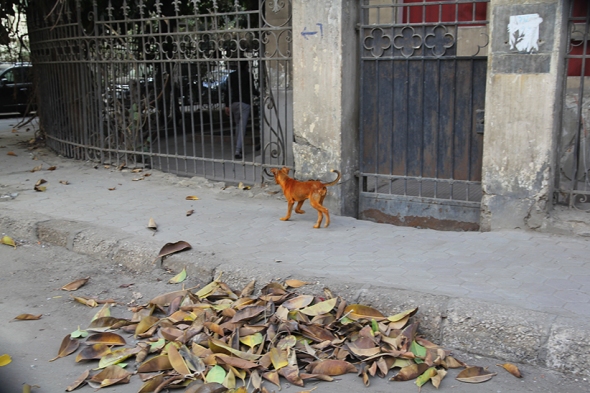 Cairo Red Dog